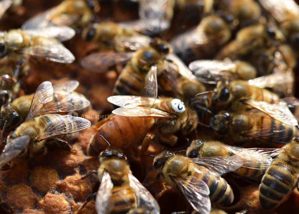 Raza de abeja Buckfast