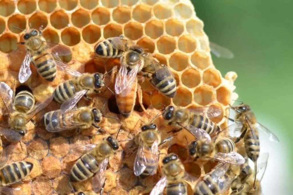 Abejas Buckfast