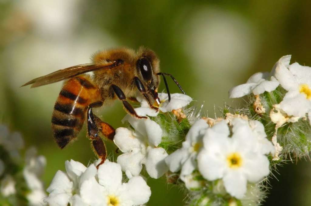 Una abeja recoge miel
