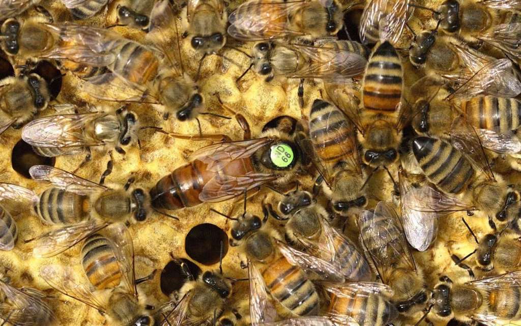 Abejas Bakfast