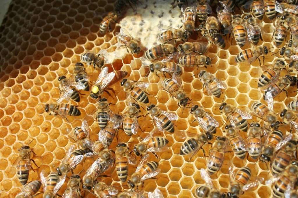 Abejas en panales