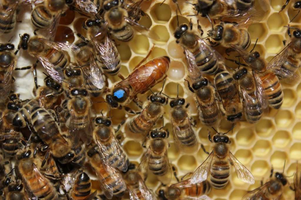 Las abejas