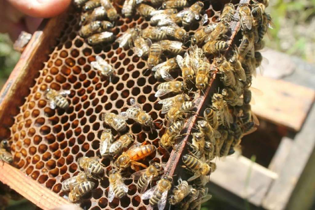 Abejas y panales