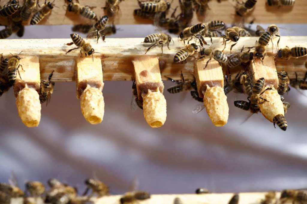 Abejas Bakfast