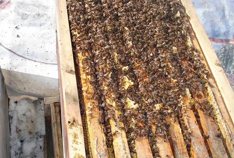 Abejas en invierno