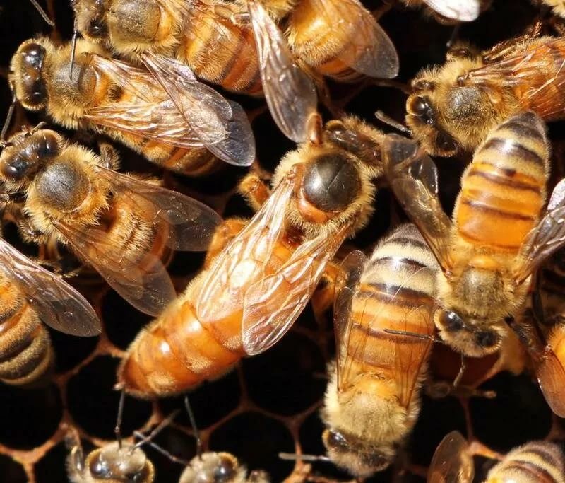 Raza de abeja Buffcast: descripción y cuidados