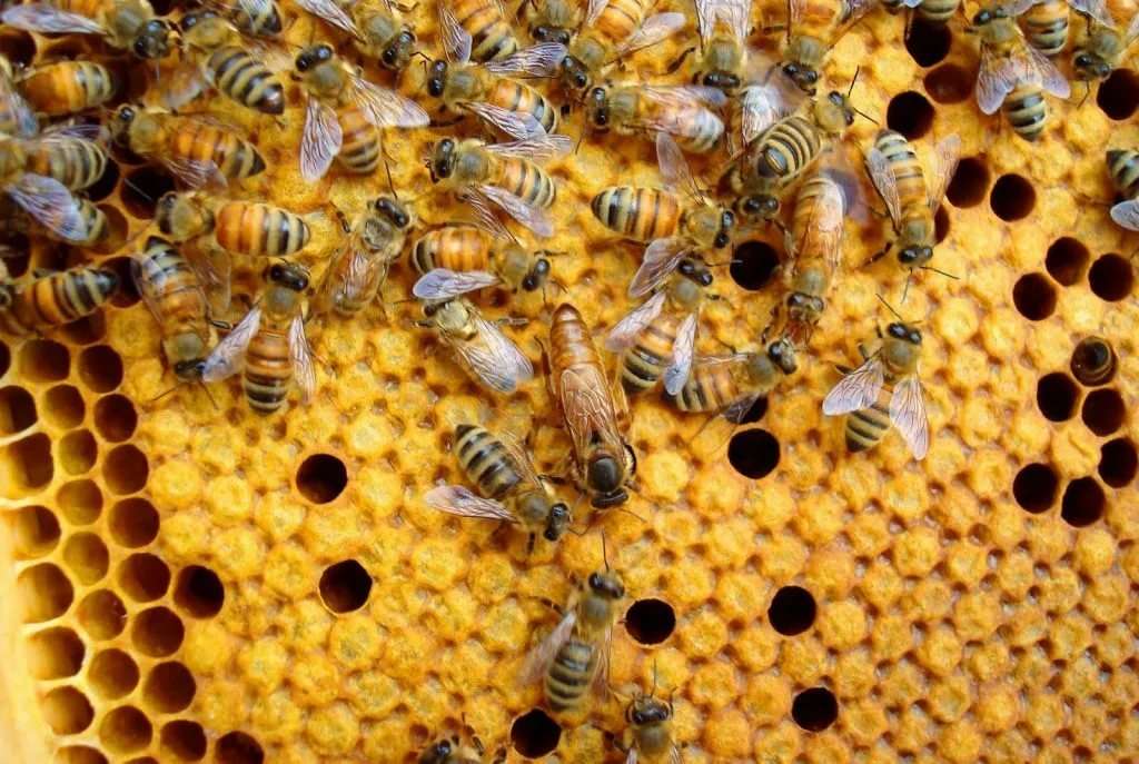 Enjambre de abejas Buckfast