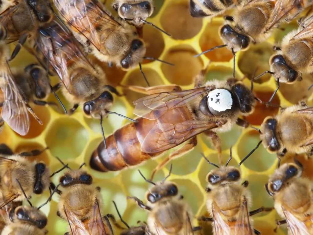 Abejas Bakfast