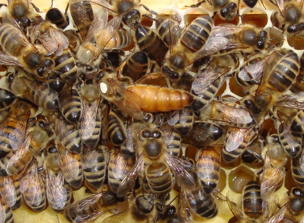 Las abejas