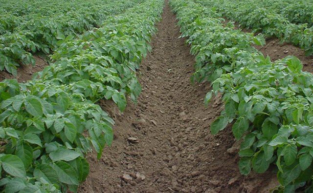 Cómo cultivar patatas