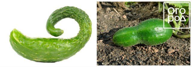Collage - pepinos 2