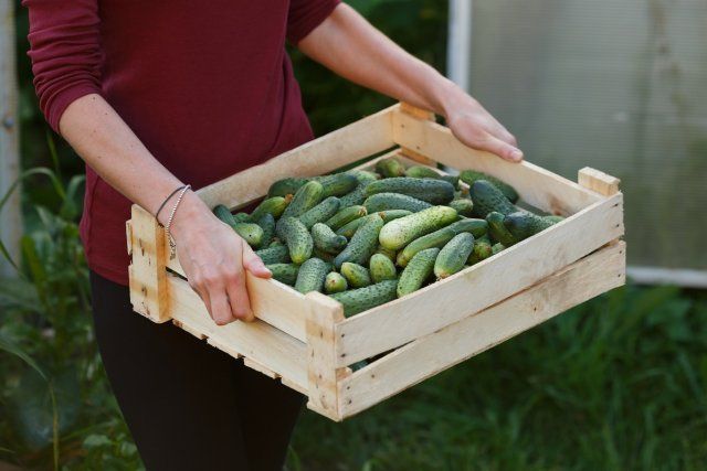 Caja de pepinos