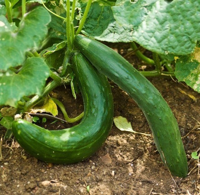 Doblar el pepino