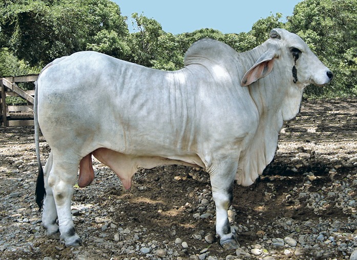 Vaca con joroba