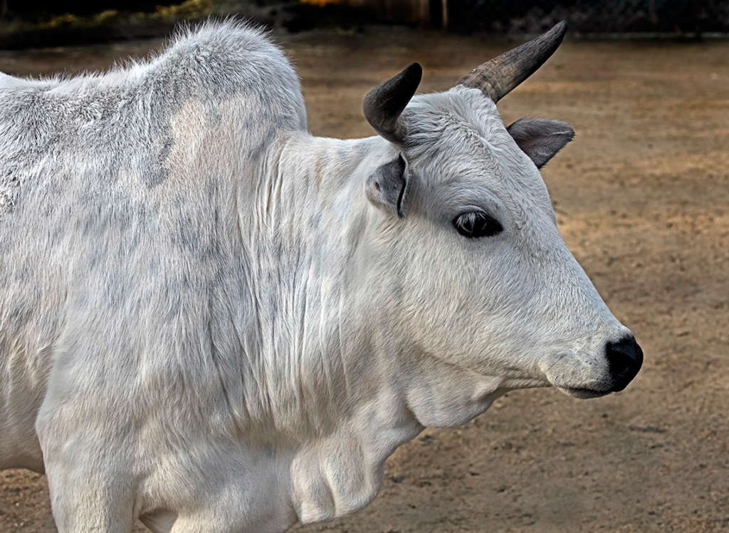 vaca jorobada