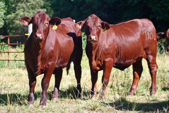Cebú: origen y descripción del animal