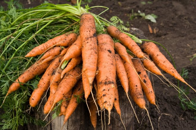 Cómo conservar las zanahorias