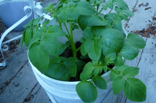 Cómo cultivar patatas en un apartamento