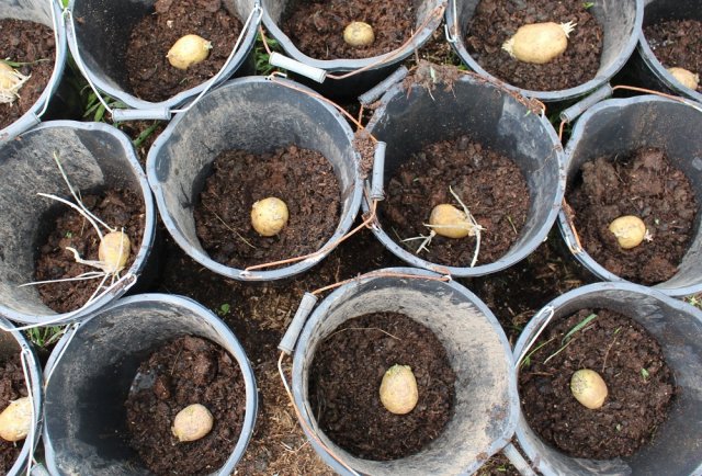 Cómo cultivar patatas en un apartamento