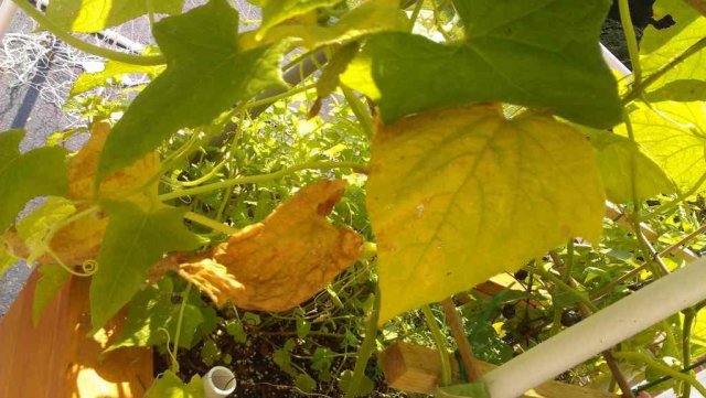 las hojas del pepino se vuelven amarillas