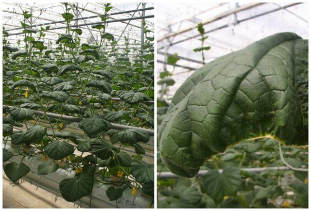 las hojas del pepino se vuelven amarillas