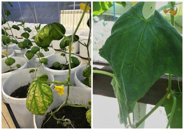 las hojas del pepino se vuelven amarillas