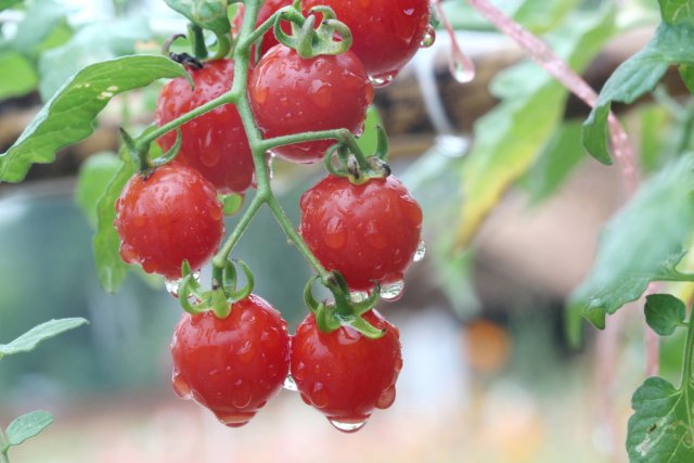 Cómo regar los tomates