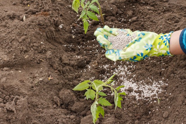 Fertilizante nitrogenado para tomates