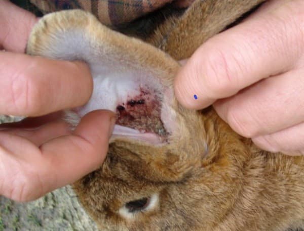 Otitis purulenta