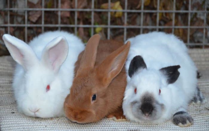 Conejos