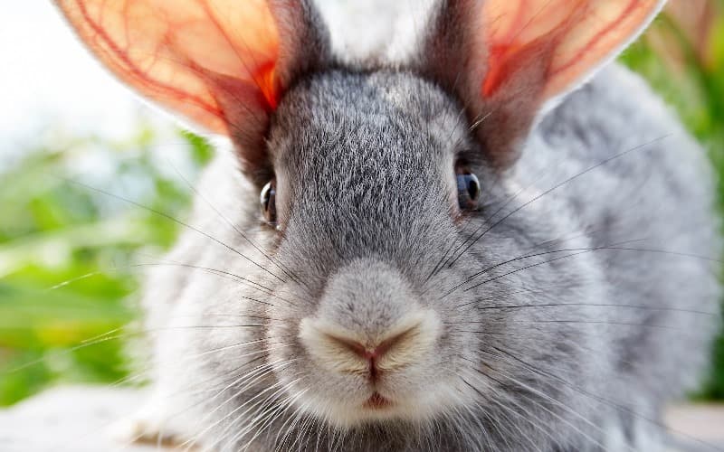 Conejo