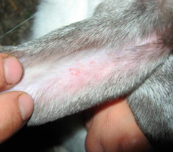 Sarna de la oreja en conejos