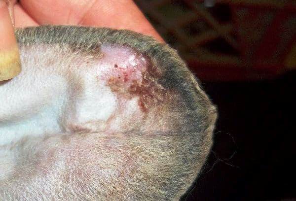 Congelación en las orejas de conejo