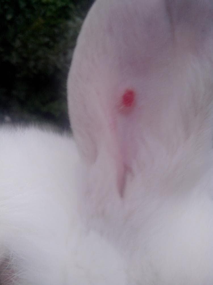 Manchas rojas en las orejas del conejo