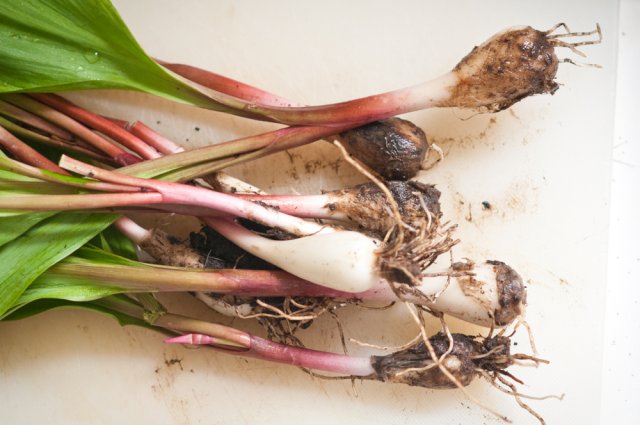 Ajo silvestre ¿qué tipo de planta es esta foto?