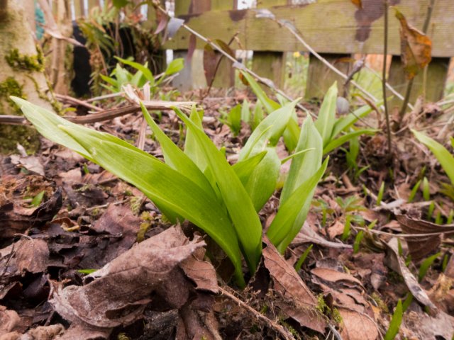 Ajo silvestre en el jardín
