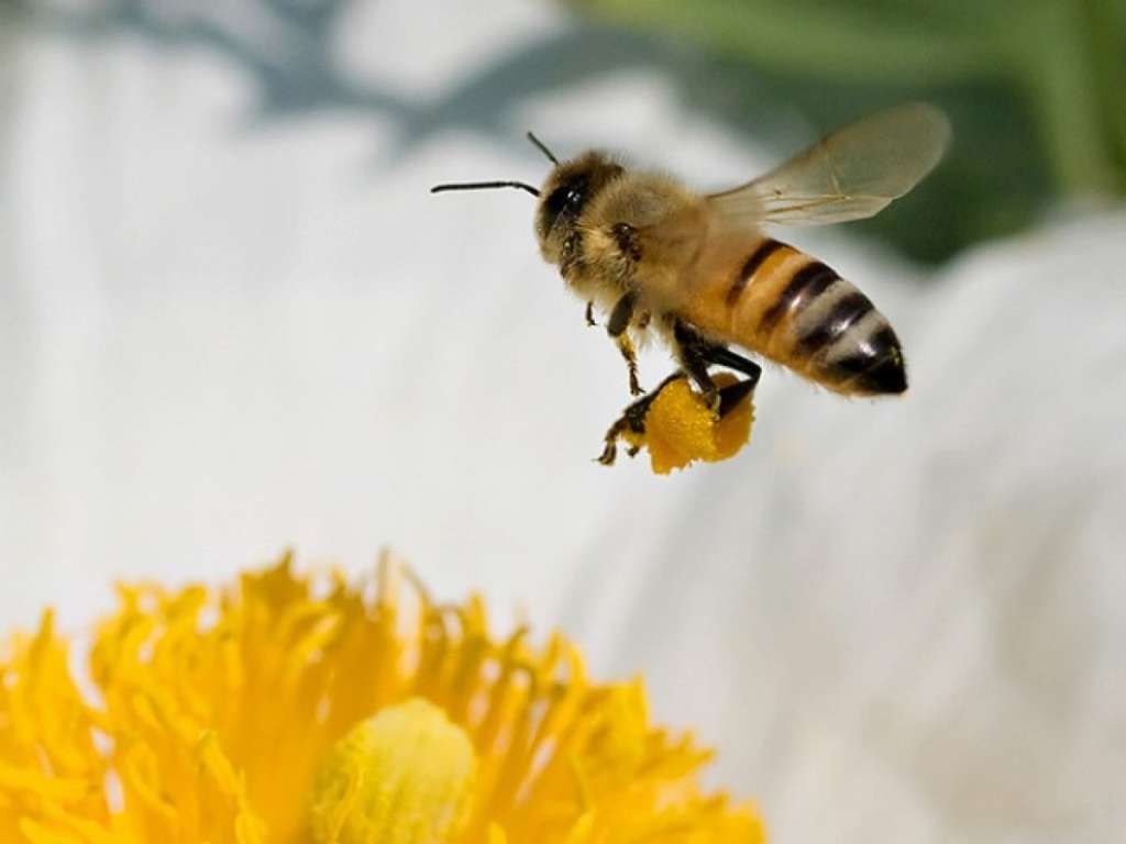 ¿Cómo y por qué las abejas producen miel?