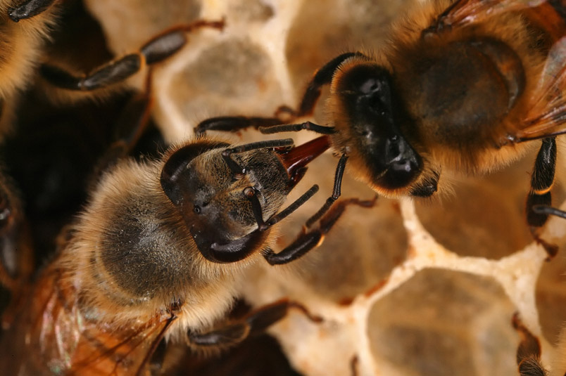 ¿Cómo y por qué las abejas producen miel?