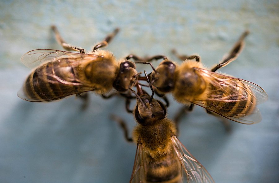 ¿Cómo y por qué las abejas producen miel?