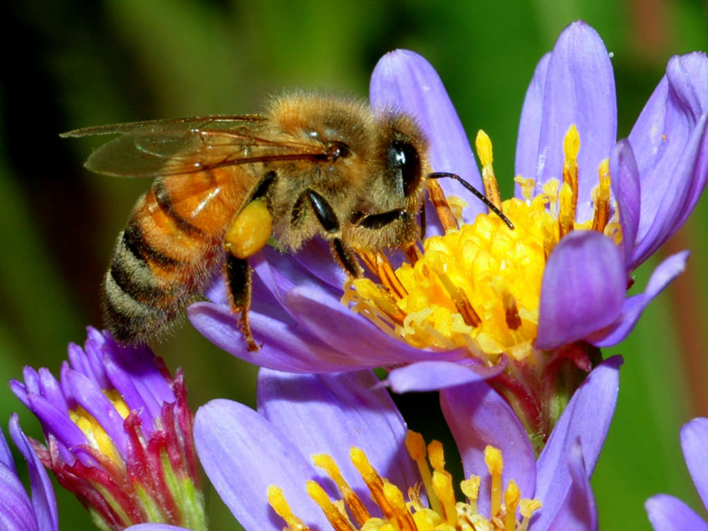 Una abeja recoge miel