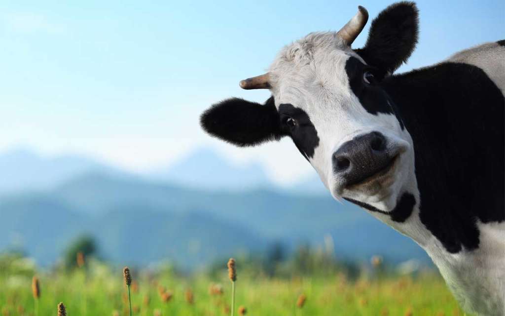 Una vaca