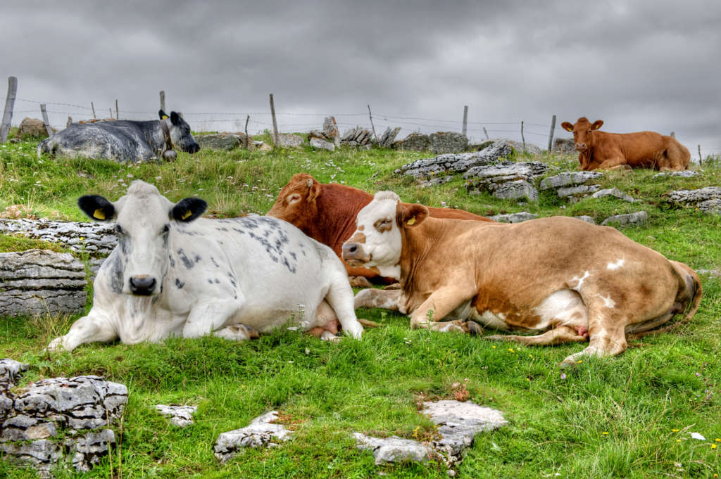 Vacas en el prado