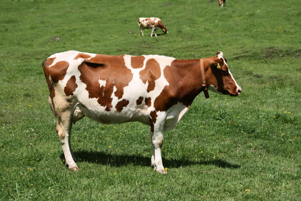 Raza de vaca para carne