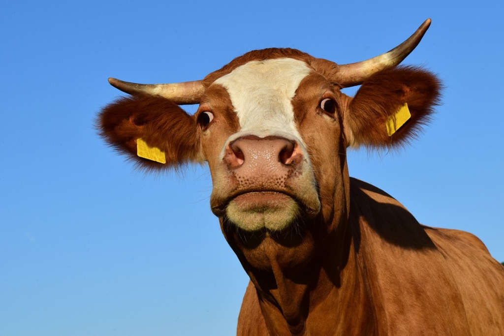 Una vaca