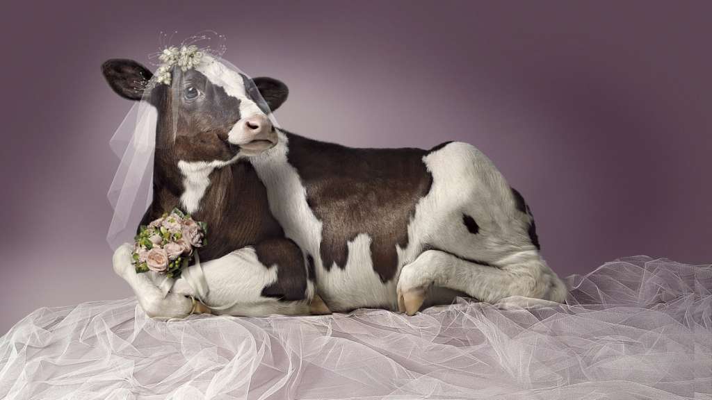 Vaca con vestido