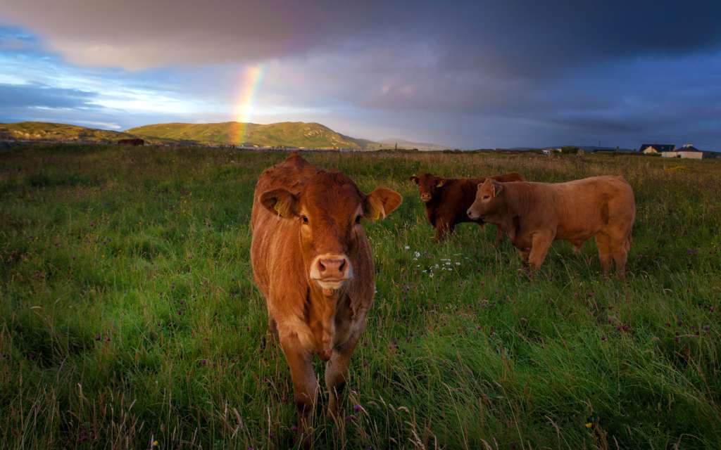 Esperanza de vida de las vacas