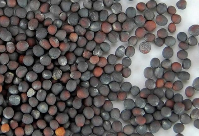 Instrucciones para cultivar plántulas de repollo