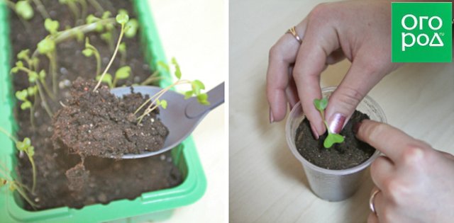 Instrucciones para cultivar plántulas de repollo