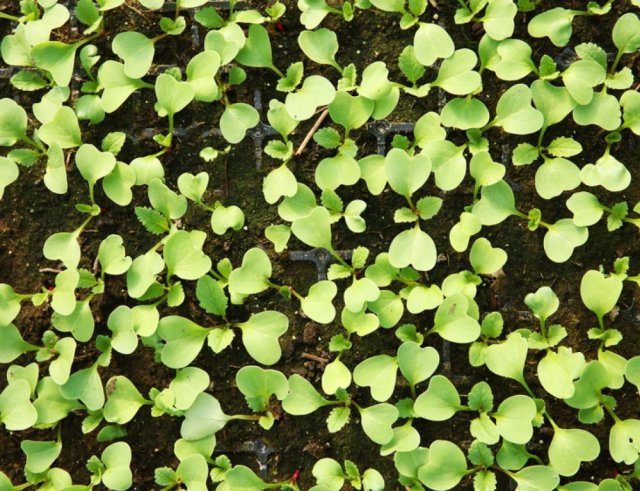 Instrucciones para cultivar plántulas de repollo