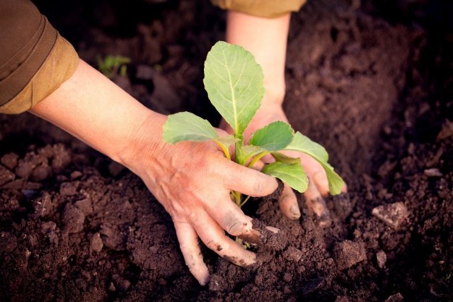 Instrucciones para cultivar plántulas de repollo
